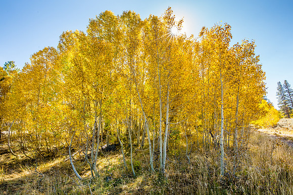 Sunburst and Gold, Hope Valley, CA