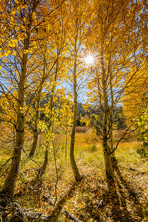 Brighter than the sun.  Luther Pass, CA