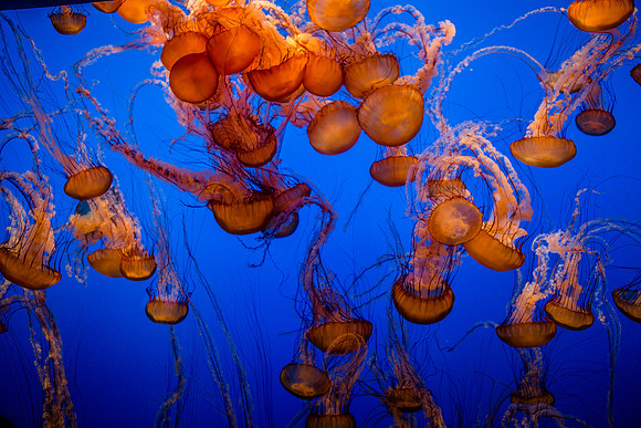 Pacific Sea Nettle, Monterey Bay, CA
