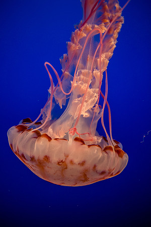 Purple Striped Jellyfish, Monterey Bay, CA