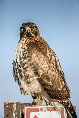Red-tailed Hawk, Moss Landing, CA