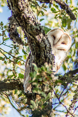American Barn Owl, El Dorado, CA