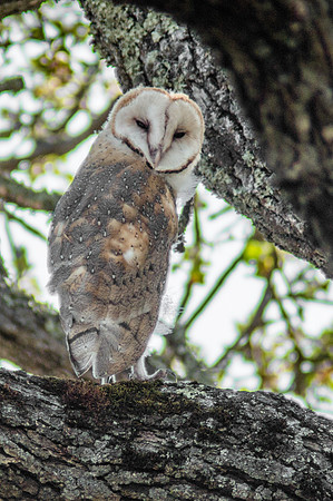 American Barn Owl, El Dorado, CA