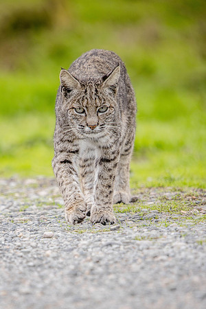 California Bobcat, Point Reyes National Seashore, CA