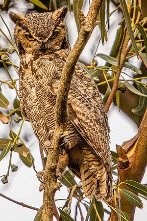 Great Horned Owl, Point Reyes National Seashore, CA