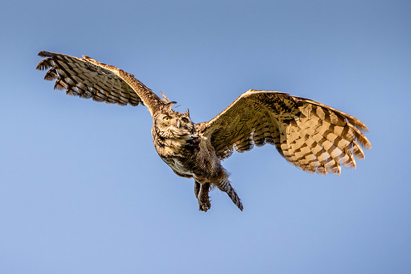 Great Horned Owl, Point Reyes National Seashore, CA