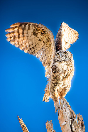 Great Horned Owl, Point Reyes National Seashore, CA