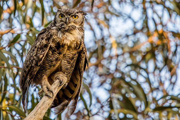 Great Horned Owl, Point Reyes National Seashore, CA