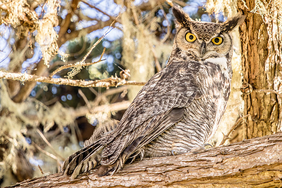 Great Horned Owl, Point Reyes National Seashore, CA