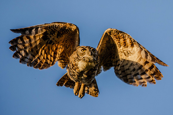Great Horned Owl, Point Reyes National Seashore, CA