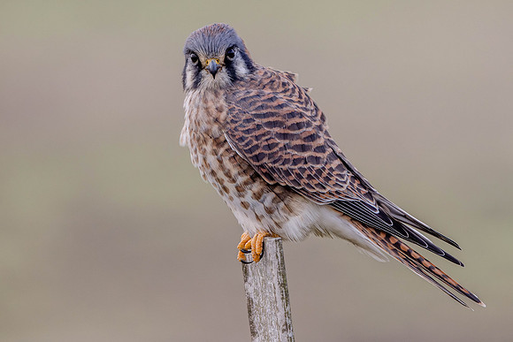 American Kestral, Point Reyes National Seashore, CA