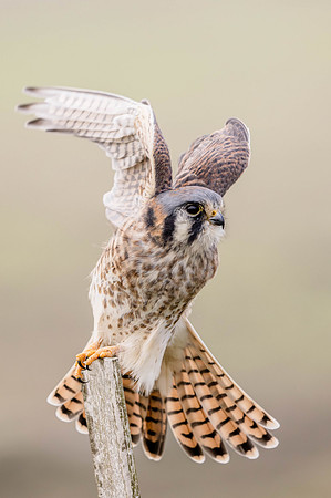 American Kestral, Point Reyes National Seashore, CA