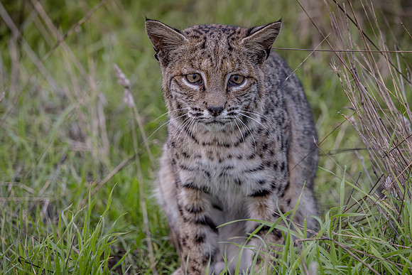 California Bobcat, Point Reyes National Seashore, CA