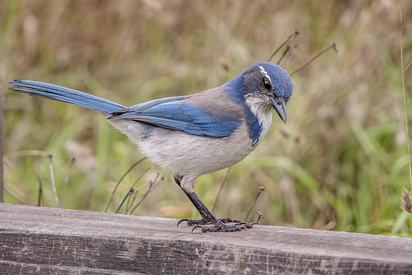 California Scrub Jay, Point Reyes National Seashore, CA