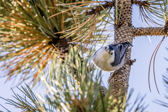 Clark's Nutcracker, Rocky Mountain National Park, CO