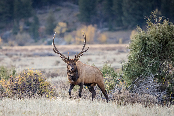 Rocky Mountain Elk, Rocky Mountain National Park, CO