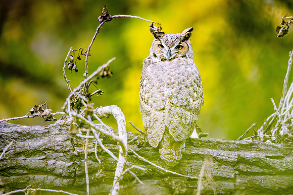 Great Horned Owl, Fort Collins, CO