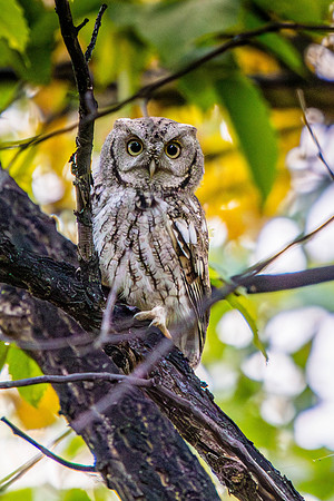 Eastern Screech Owl, Fort Collins, CO