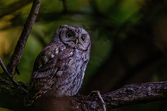 Eastern Screech Owl, Fort Collins, CO