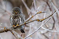Owls