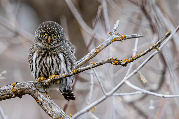 Pygmy Owl, Near Provo, UT