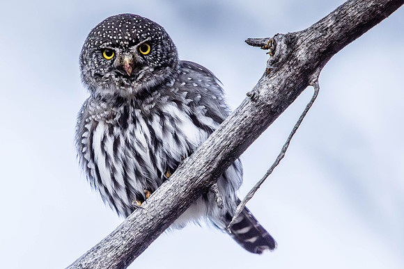Pygmy Owl, Near Provo, UT