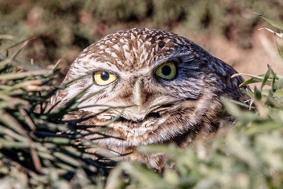 Burrowing Owl, Antelope Island, UT