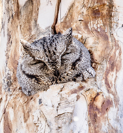 Western Screech Owl, Provo, UT