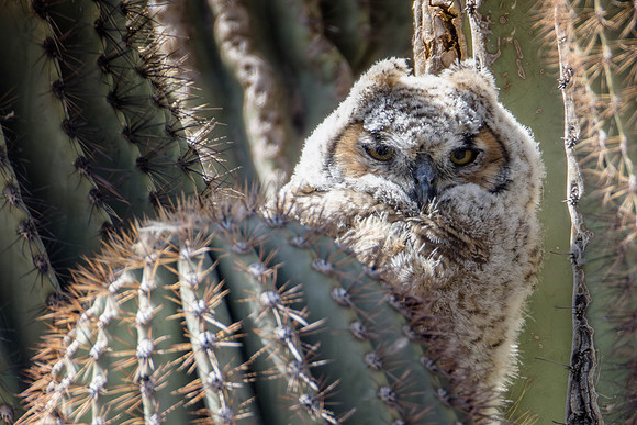 Baby Great Horned Owl, Surprise, AZ