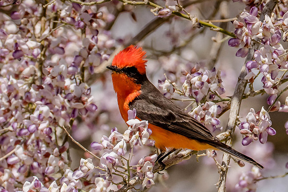 Vermillion Flycatcher, Gilbert, AZ