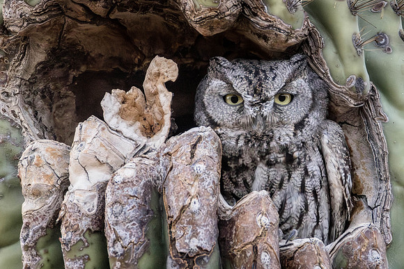 Western Screech Owl, South Mountain, AZ