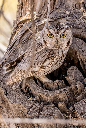 Western Screech Owl, Tucson, AZ