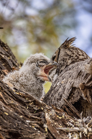 Baby Great Horned Owl, Undisclosed, AZ