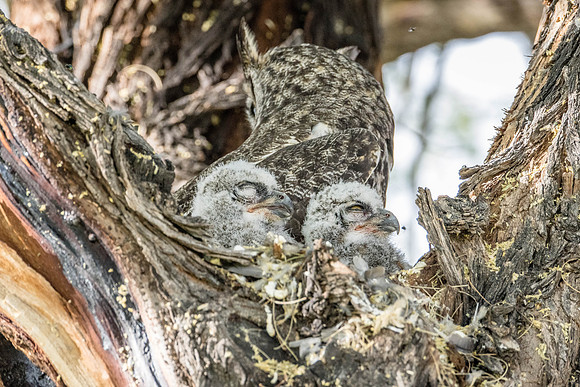 Sleepy Great Horned Owls, Undisclosed, AZ