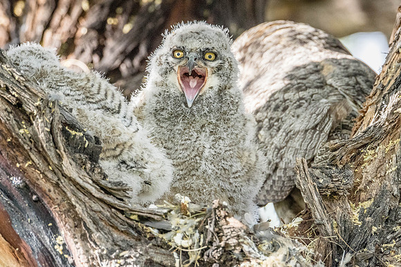 Hello, It's me...  Great Horned Owl, Undisclosed, AZ