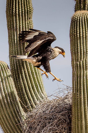 Crested Caracara, Tucson, AZ
