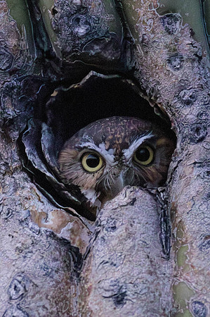 El Owl, East Saguaro National Forest, Tucson, AZ