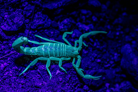 Arizona Bark Scorpion (under black light), South Mountain, AZ