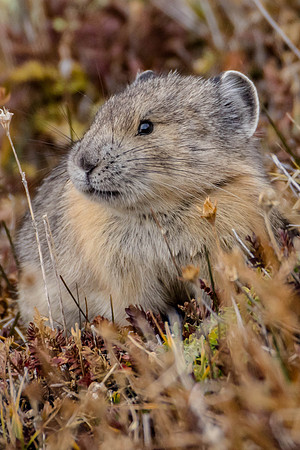 American Pika, Rocky Mountain National Park