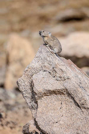 American Pika, Rocky Mountain National Park