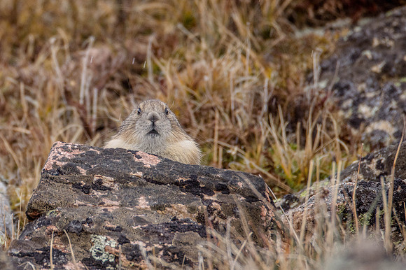 Just Peekin'.  American Pika.    Rocky Mountain National Park