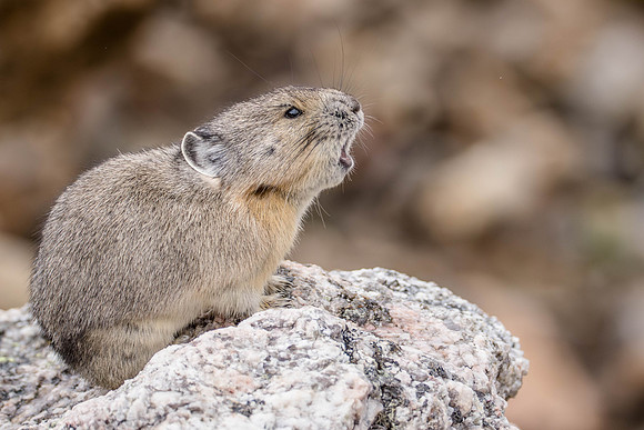 American Pika, Rocky Mountain National Park