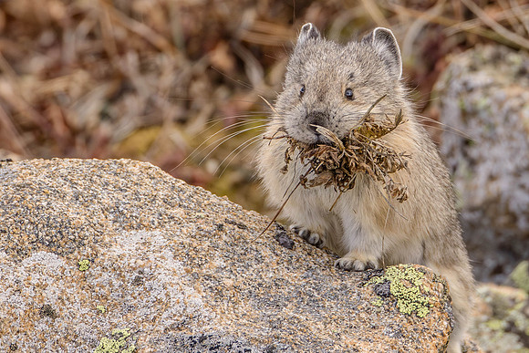 American Pika, Rock Cut, Rocky Mountain National Park