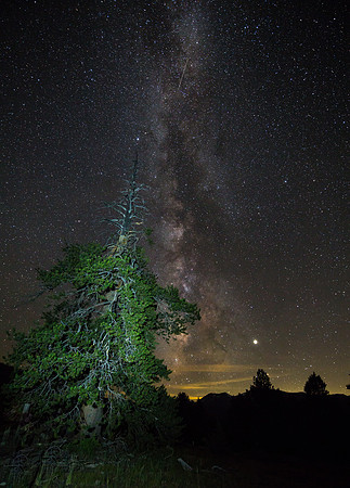 Illuminated ponderosa pine, Hope Valley, CA