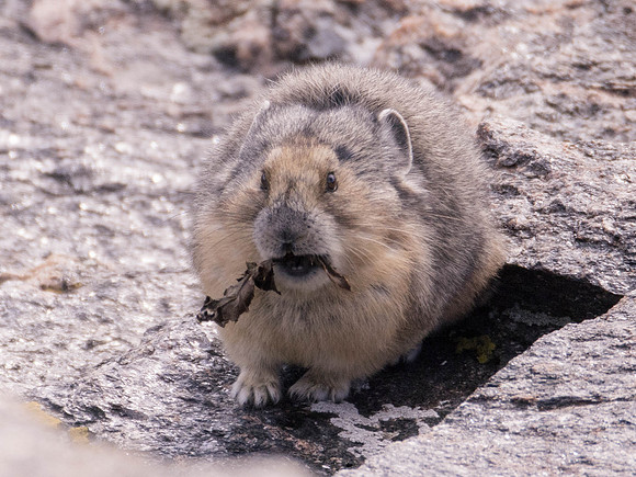 American Pika, Rocky Mountain National Park