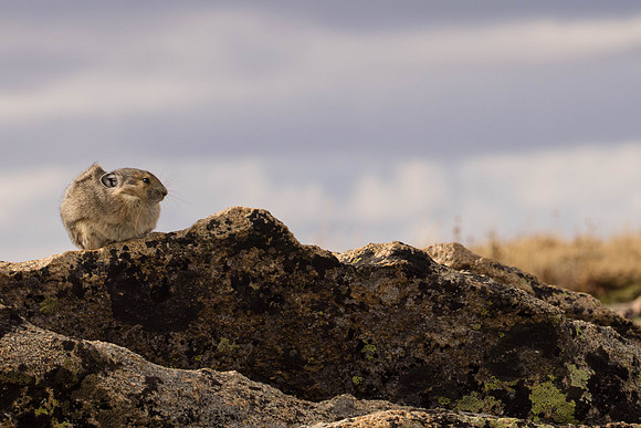 American Pika, Rocky Mountain National Park
