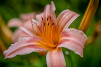 Day lily at dawn