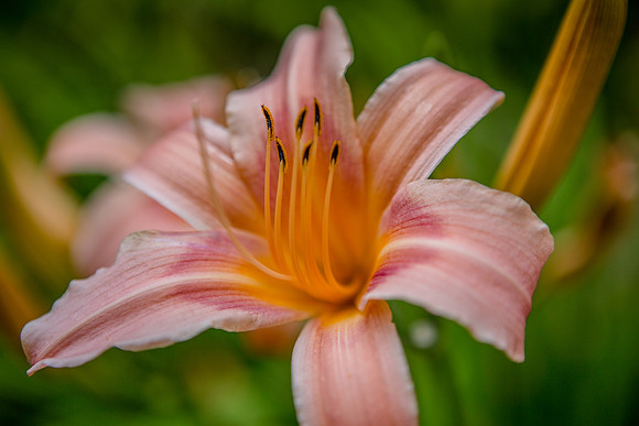Day lily at dawn