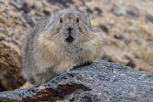 American Pika, Rocky Mountain National Park
