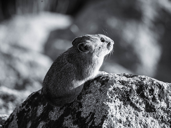 American Pika, Rocky Mountain National Park